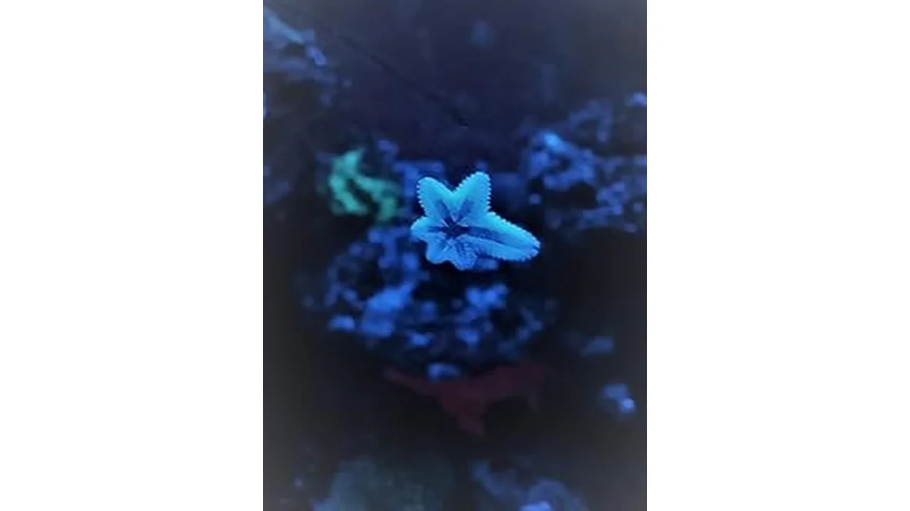 Best 4 Clean Up Crew for Reef Tank